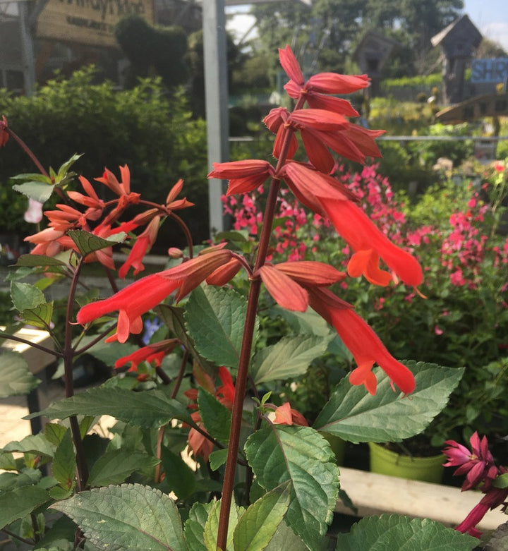 Salvia Ember Wish