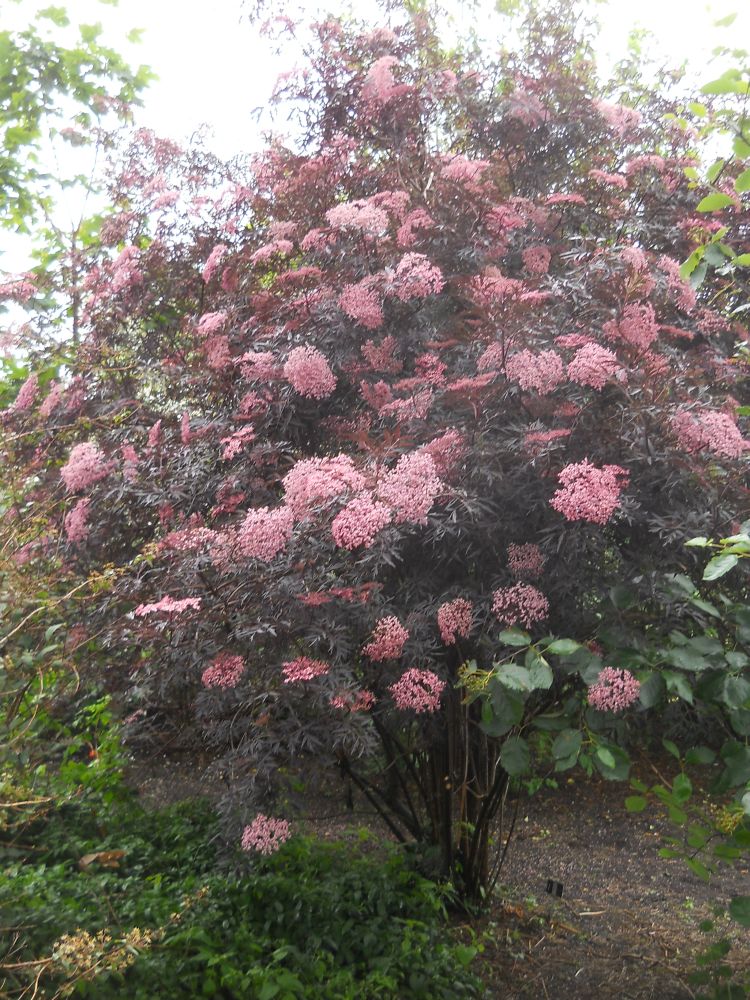 Sambucus nigra Black Lace - Herbaceous - Windyridge Garden Centre