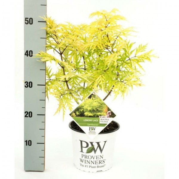 Sambucus Rac. Lemony Lace  3 Ltr Pot - Shrubs - Windyridge Garden Centre