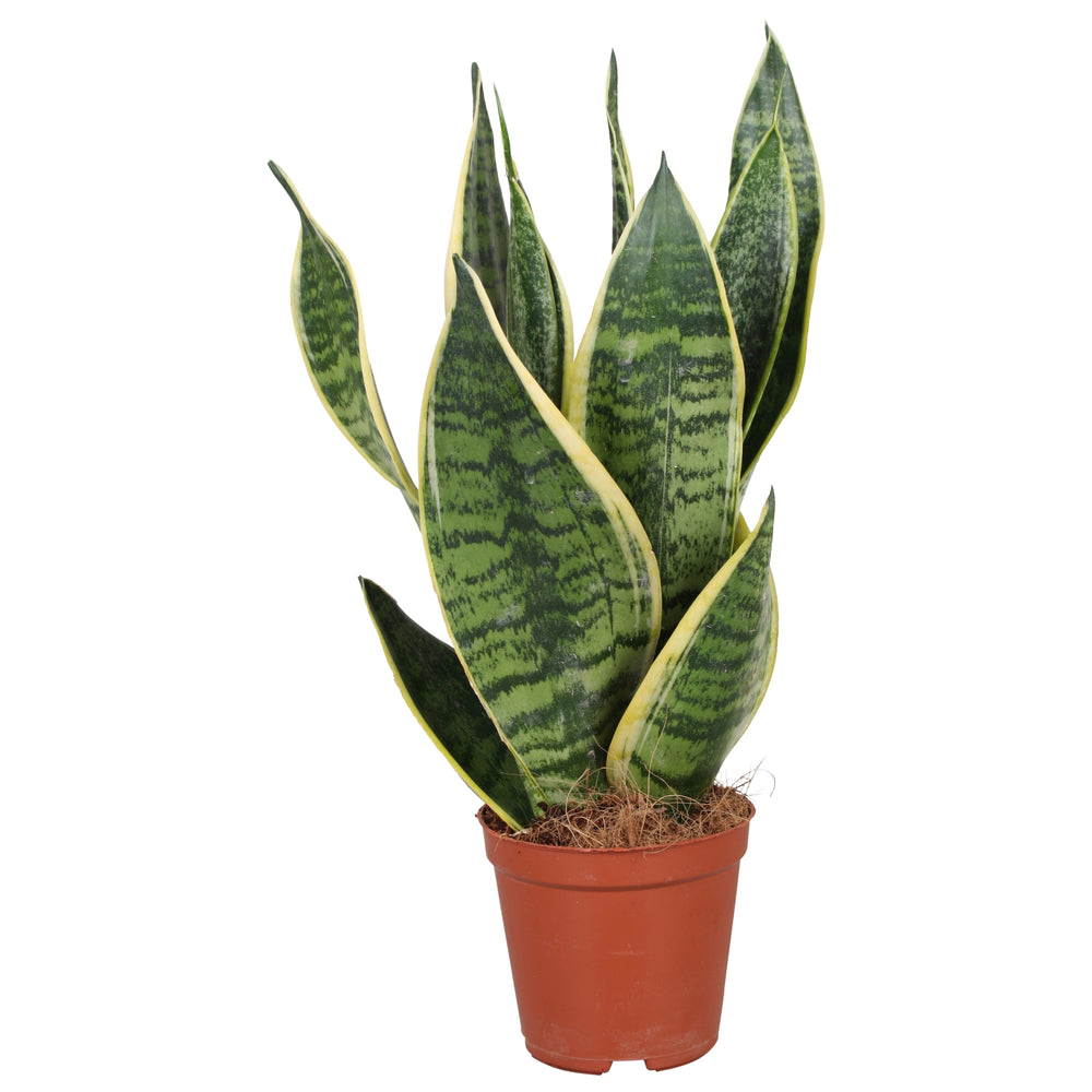 Sansevieria Trif. 'Futura Superba' P14 - Indoor Plants - Windyridge Garden Centre