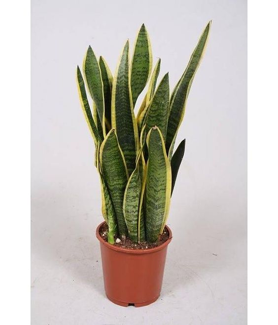 Sansevieria trif. Laurentii  P19