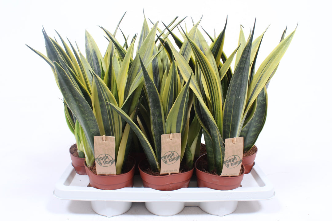 Sansevieria Trifa  Golden Flame - Indoor Plants - Windyridge Garden Centre