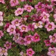 Saxifraga Marto Rose