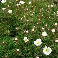 Saxifraga Marto White