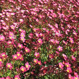 Saxifraga  Peter Pan