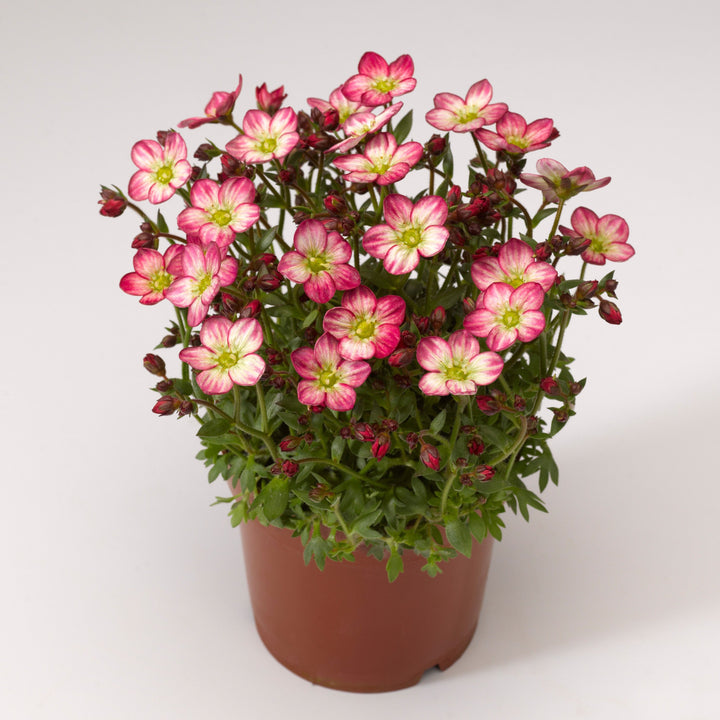 Saxifraga Marto Picotee - Herbaceous - Windyridge Garden Centre