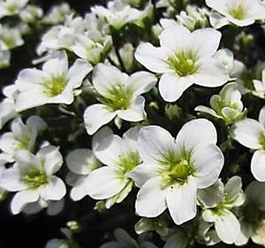 Saxifraga Saxony White