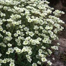 Saxifraga White Star