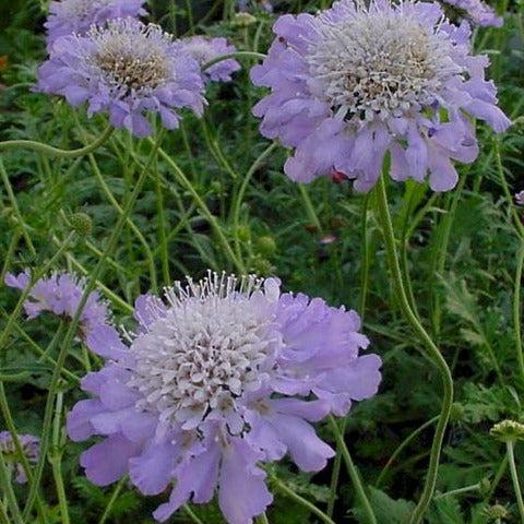 Scabiosa Blue Butterfly