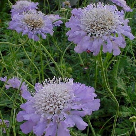 Scabiosa Colum. Butterfly Blue - Herbaceous - Windyridge Garden Centre