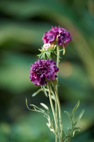 Scabious-Purple