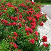 FLOWER CARPET SCARLET