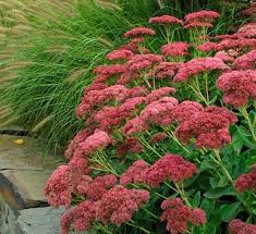 Sedum spectabile Autumn Joy