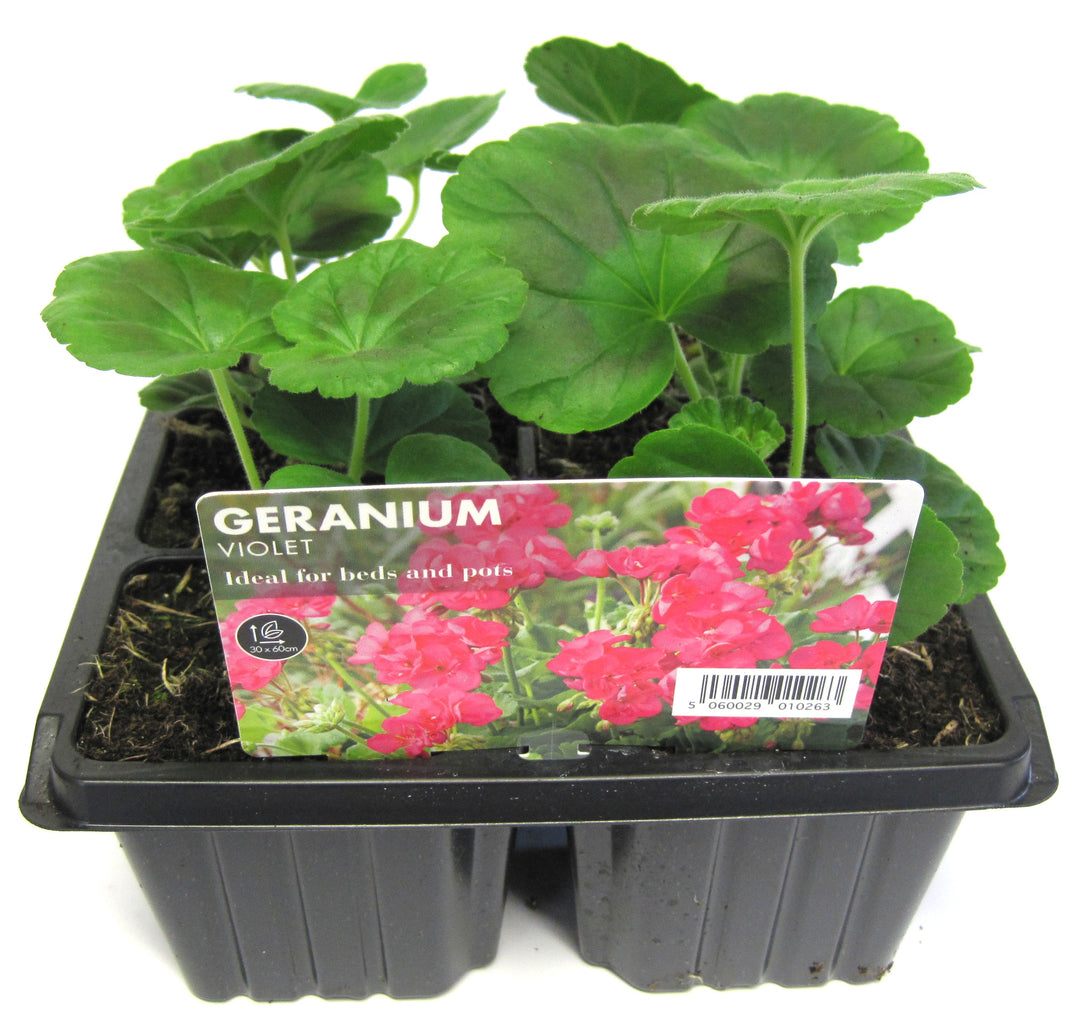 SEED GERANIUM 6PK OUR MIX