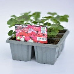 Red geranium 6pk