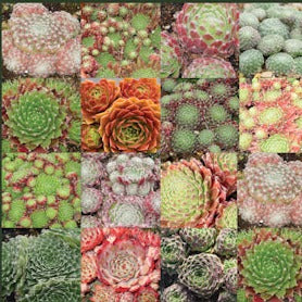 Sempervivum Mix - Herbaceous - Windyridge Garden Centre