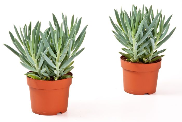 Senecio Mount Everest - Indoor Plants - Windyridge Garden Centre