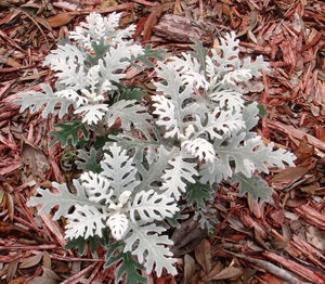 Senecio-maritima-Planted-1