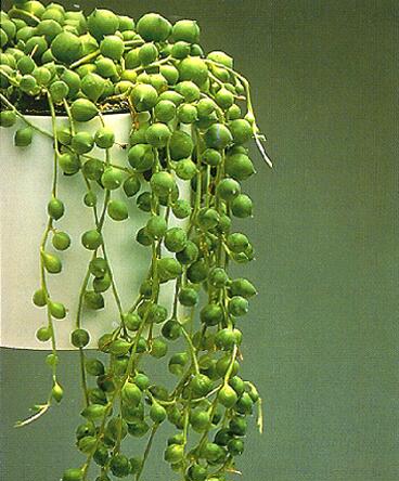 Senecio Herreianus - Indoor Plants - Windyridge Garden Centre