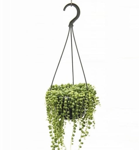 Senecio rowleyanus 14cm Hanging Pot ( String of Pearls )