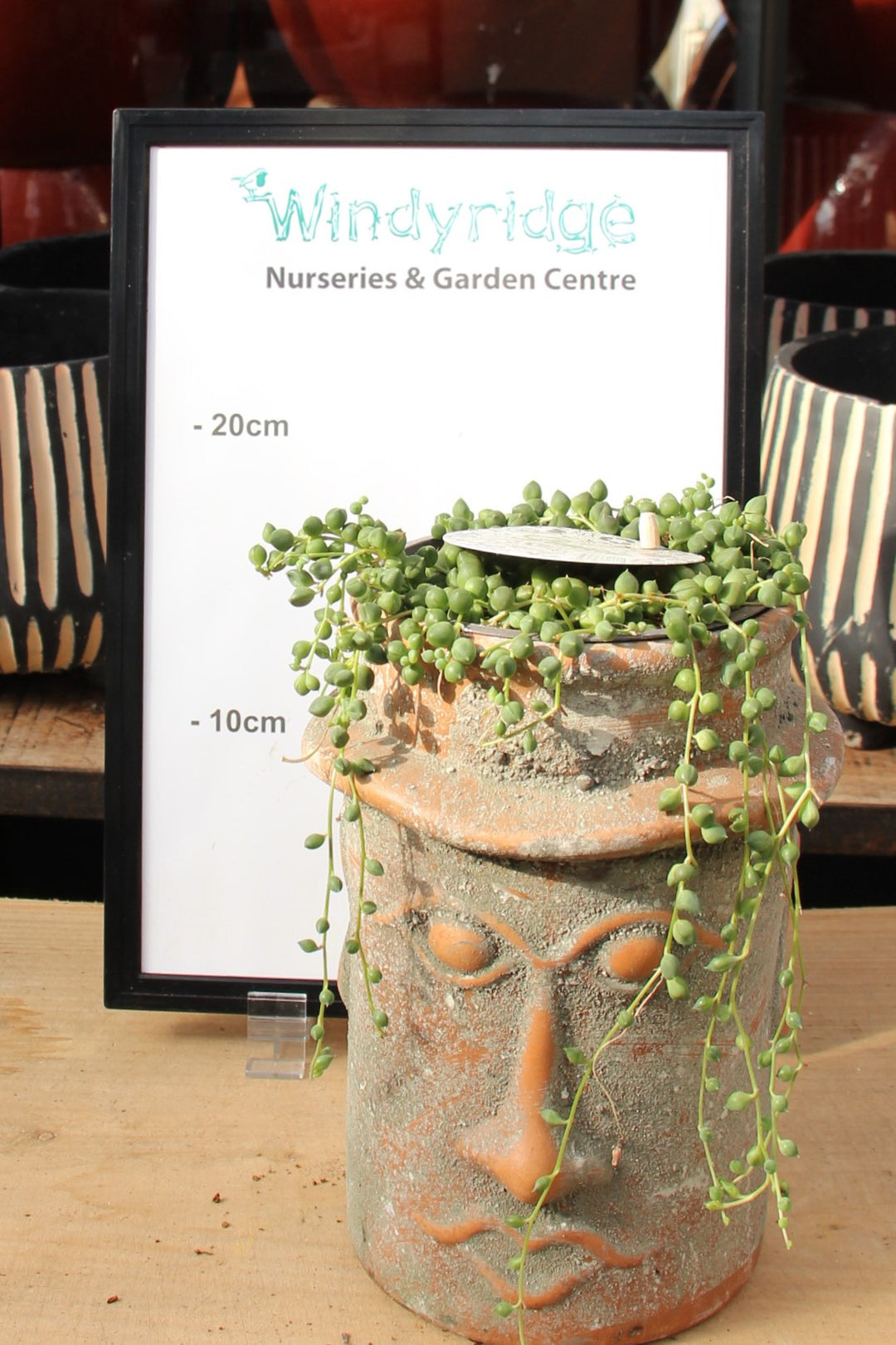 String Of Pearls Senecio Rowleyanus (15cm Ceramic Pot)