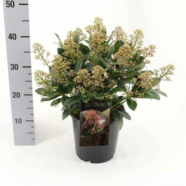 Skimmia jap. Delight