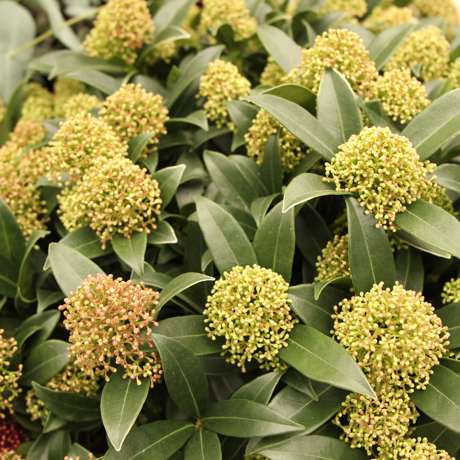 Skimmia japonica Marlot - Shrubs - Windyridge Garden Centre