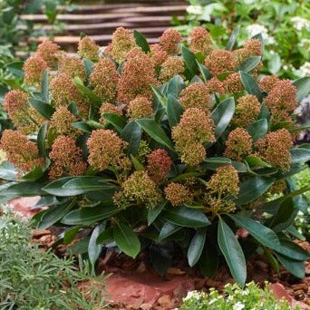 Skimmia-jap.-Miracle-Planted-1