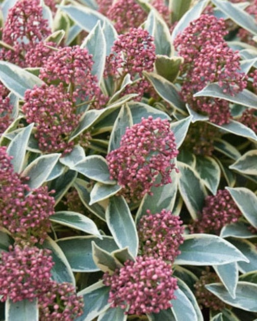 Skimmia Japon. Mystic Marlot - Shrubs - Windyridge Garden Centre