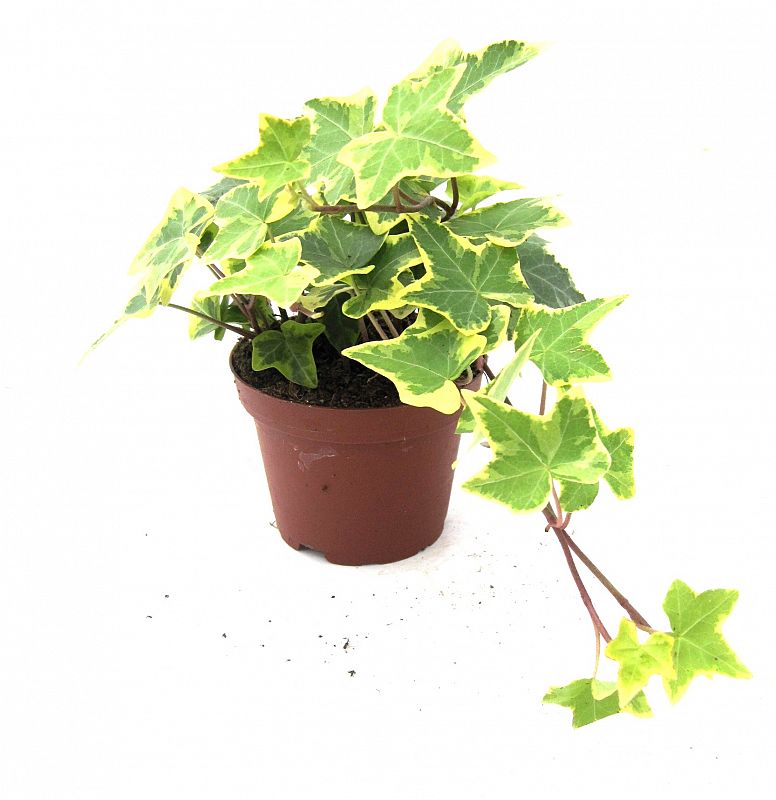 Ivy 5 for 12