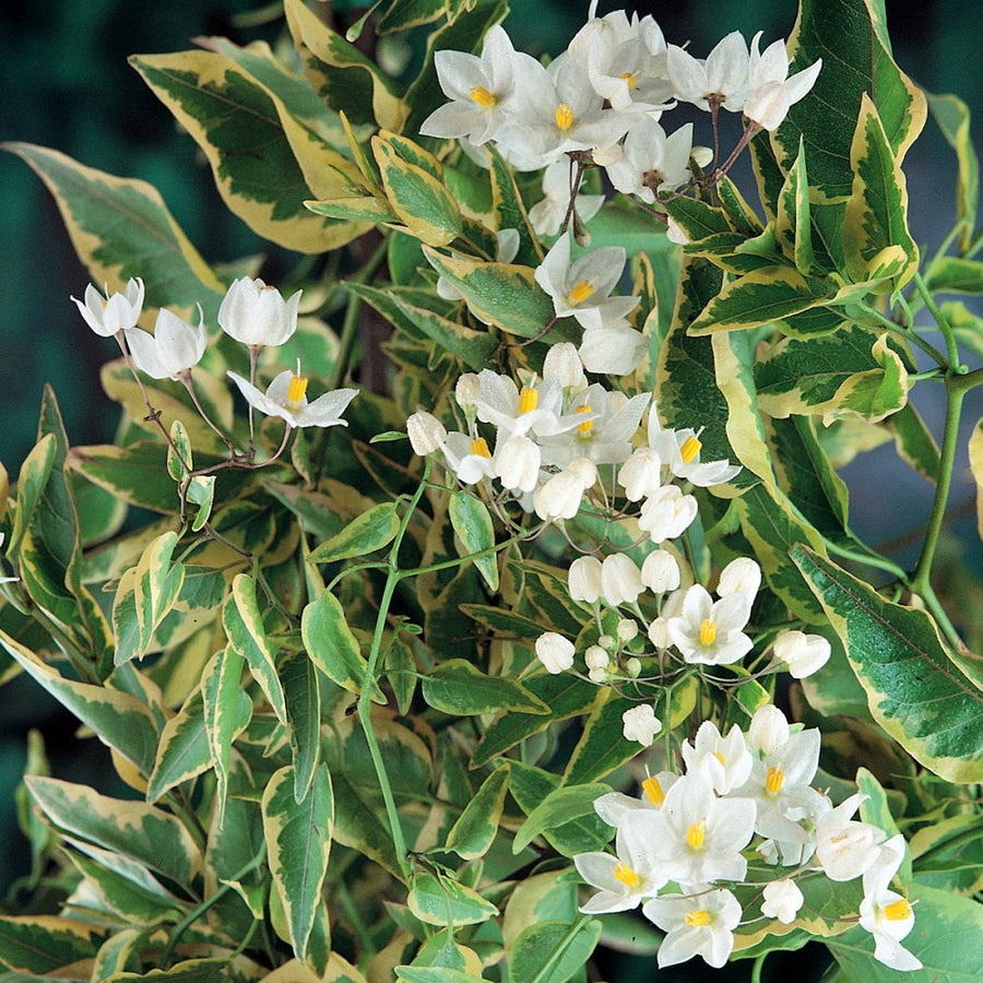 Solanum jas. Aureovariegata - Climbers - Windyridge Garden Centre
