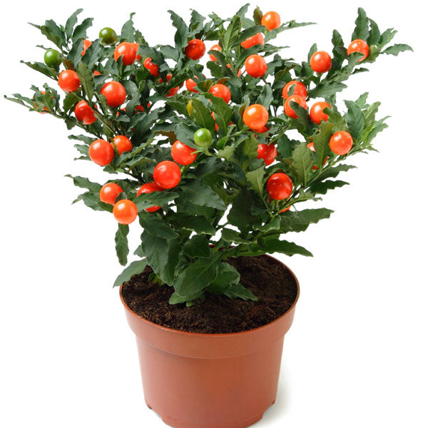 Solanum-pseudocapsicum-Potted