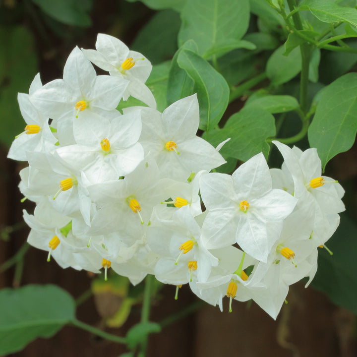 Solanum jasminoides / P19, on a stem