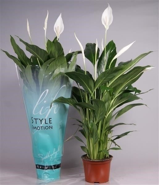 Spathiphyllum Cupido Compacto  P17 - Indoor Plants - Windyridge Garden Centre