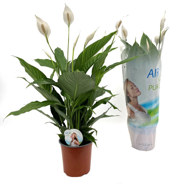 Peace Lily Spathiphyllum Senseo Cupido (17cm Pot)