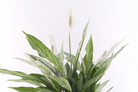 Spathiphyllum Silver Cupido