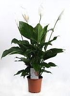 Spathiphyllum Vivaldi