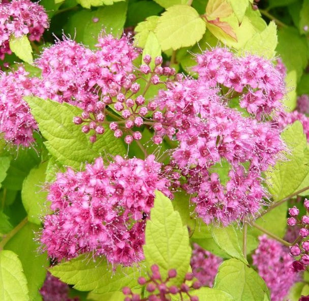 Spiraea Magic Carpet