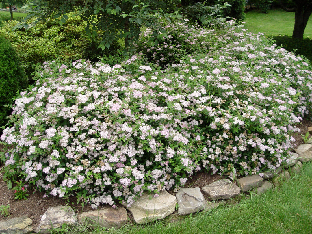 Spiraea Little Princess - Shrubs - Windyridge Garden Centre