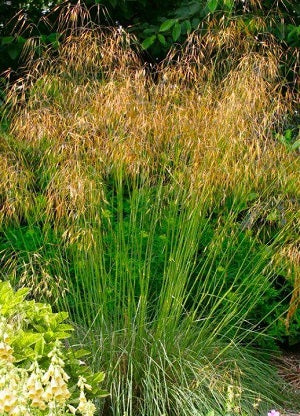 Stipa Giganteum - Herbaceous - Windyridge Garden Centre