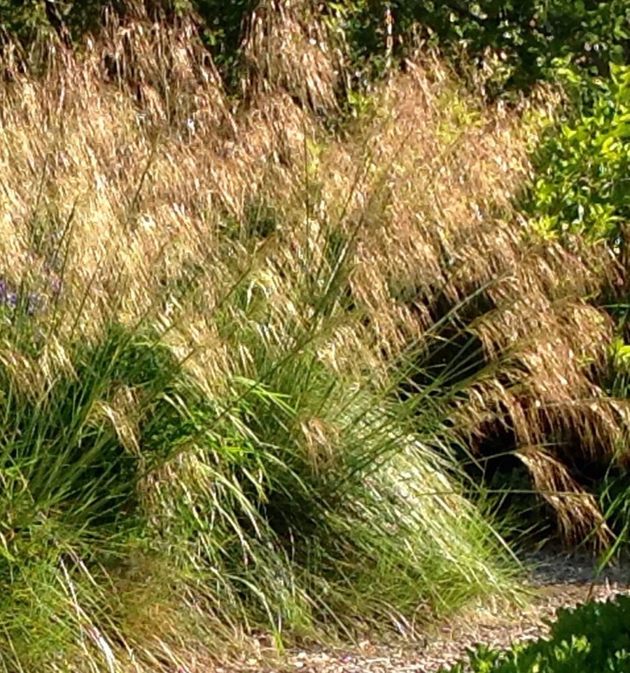 Stipa-gigantea-Planted-1