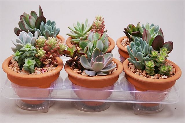 Succulents arrangement nr 963  P13