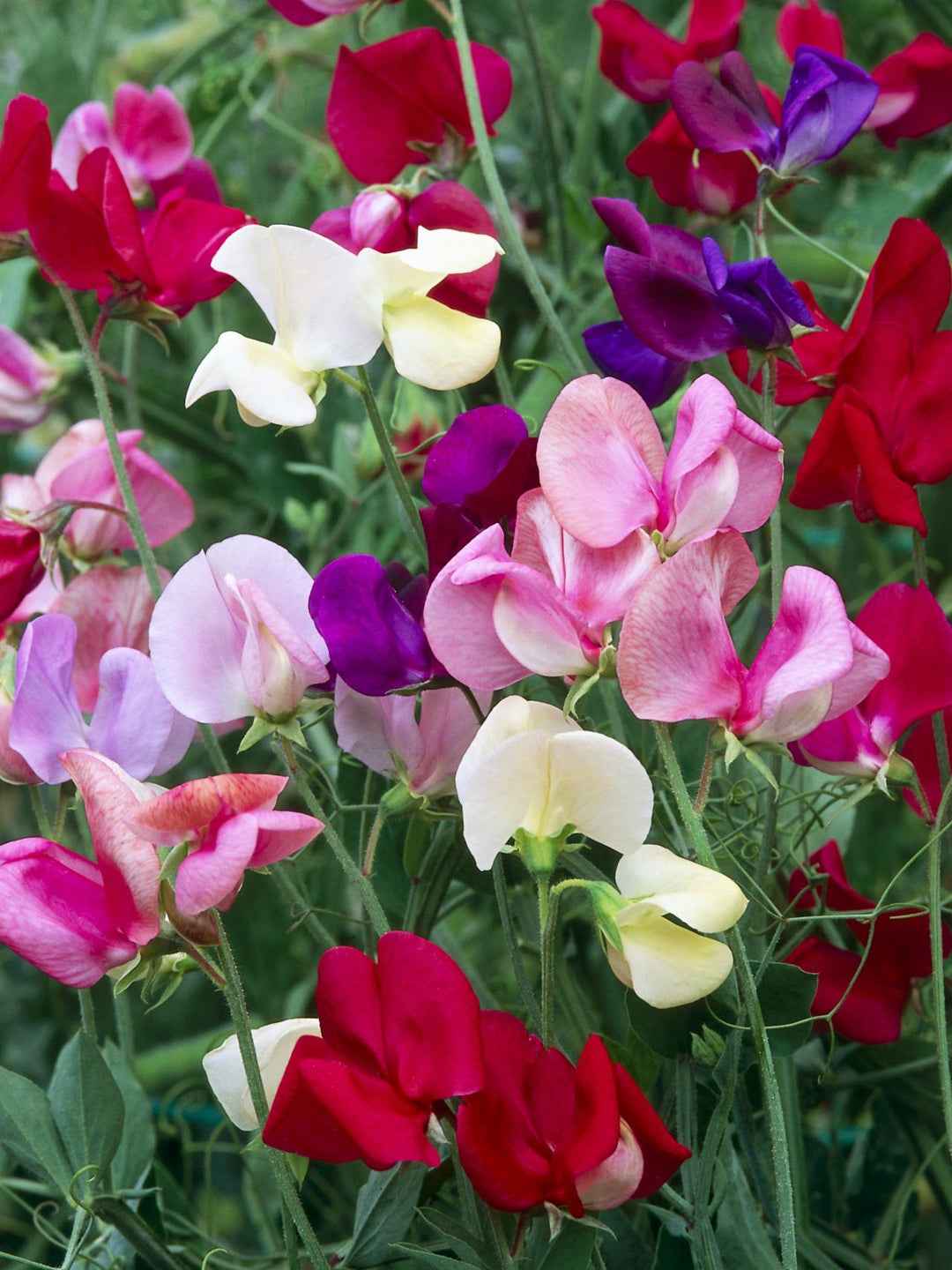sweet pea on trellis (2Ltr Pot)