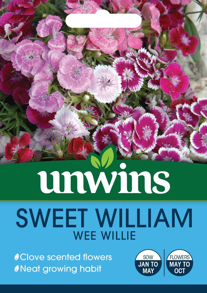 Sweet William Wee Willie