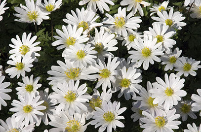 ANEMONE BLANDA WHITE X 5