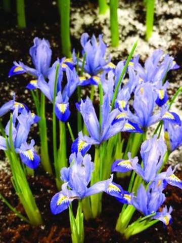 15 IRIS DWARF CAROLINA   PREPACK