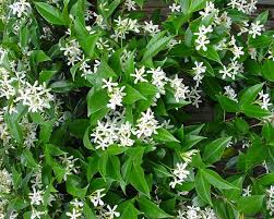 Trachelospermum Jasminoides - Climbers - Windyridge Garden Centre