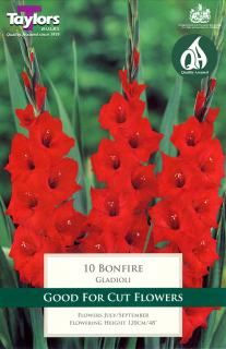 GLADIOLI BONFIRE X 10