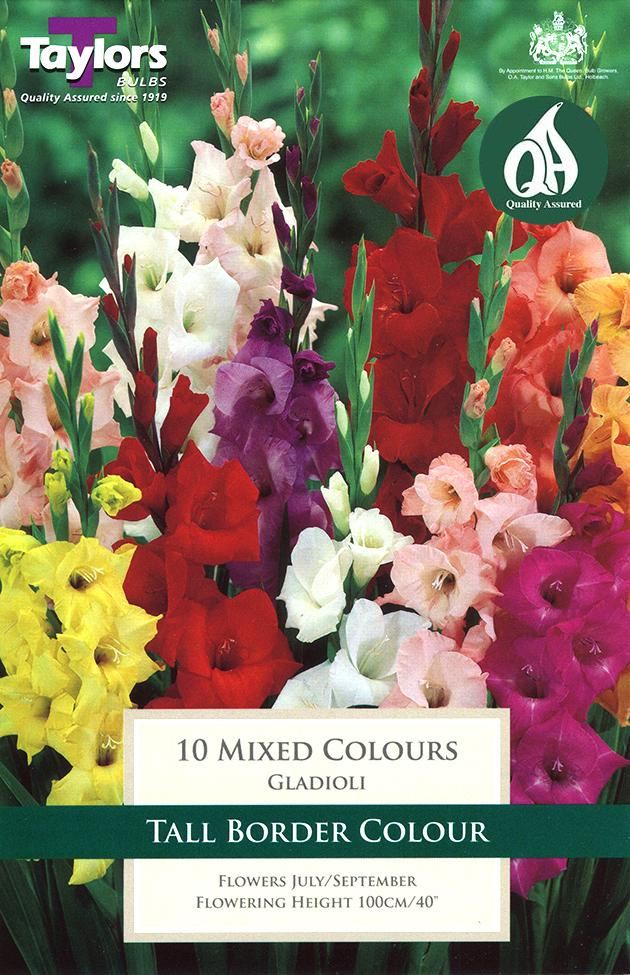 GLADIOLI MIXED COLOURS 10