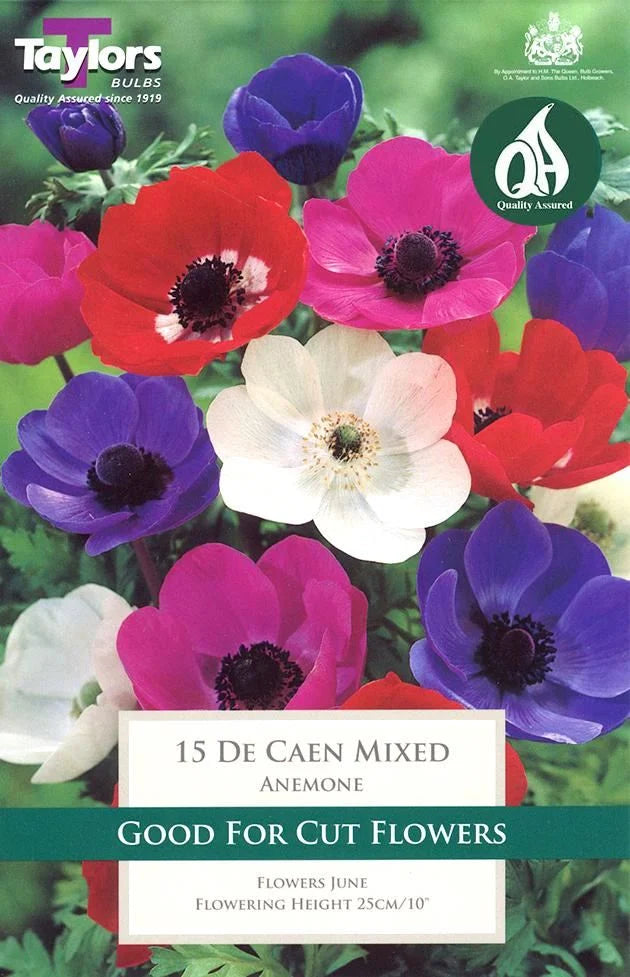 12 ANEMONE DE CAEN MIX 4-5